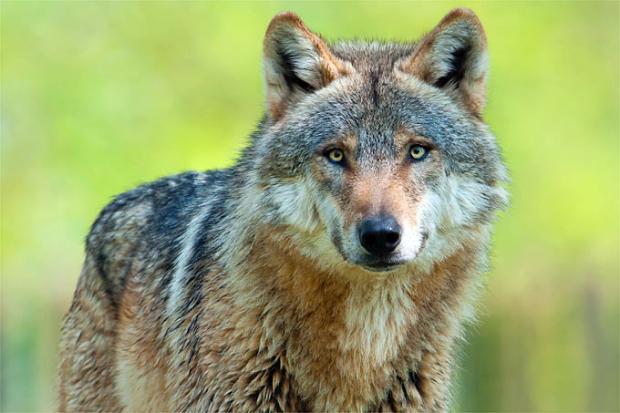 Wolf - Foto: Christoph Bosch