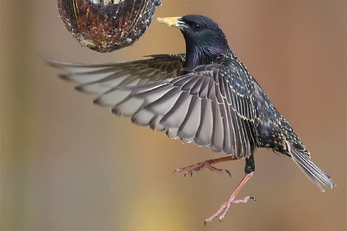 Vogel des Jahres NABU