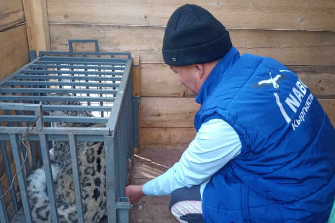 Tierarzt Baktybek Azhybekov impft eine Schneeleopardin gegen Parasiten im NABU-Zentrum Kirgisistan