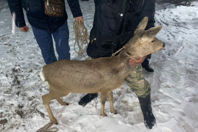 Reh Emma wird in die Auswilderungsstation im Chon-Kemin-Nationalpark gebracht