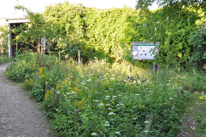 Wildbienengarten - Foto: Nikola Vagt