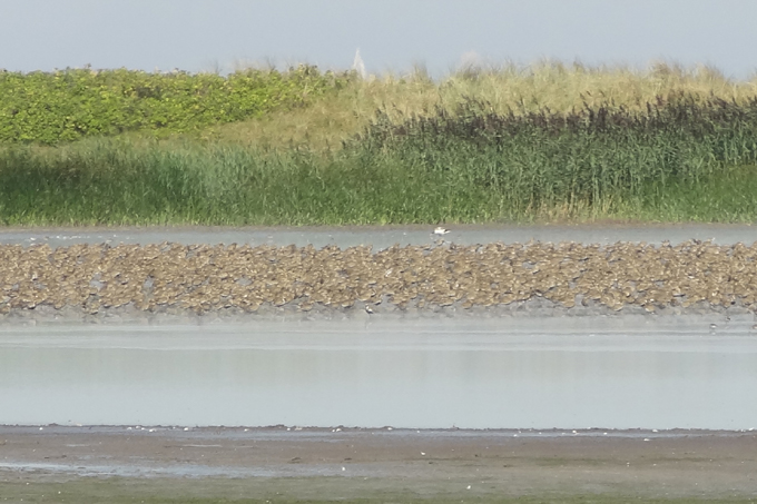 Goldregenpfeifer-Rasttrupp am Grünen Brink - Foto: Norbert Schmell