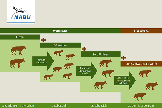 Rudelstruktur bei Wölfen - Grafik: NABU
