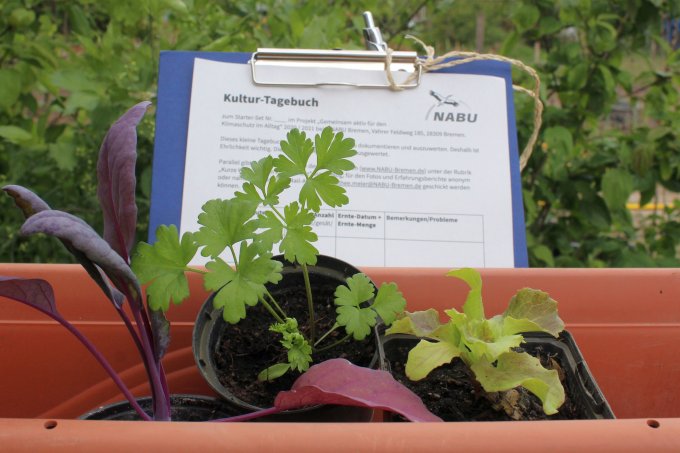 Gemüse- und Kräuterpflanzen als Start für den Anbau in Topf und Kasten.  -  Foto: Dorothee Meier 