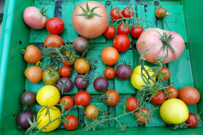 Tomatenvielfalt  Foto NABU Bremen