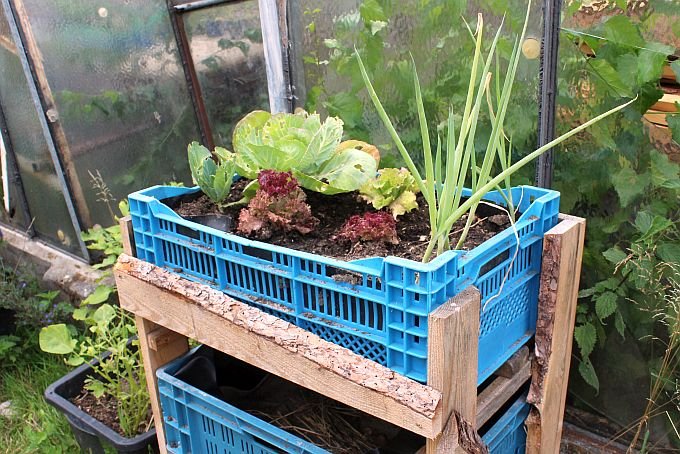 Beet-Kompost-Box mit Gemüse  -   Foto: Dorothee Meier